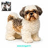 Pogba participe au concours pour gagner de l'argent avec cette photo : dog, puppy, fluffy, cute, pet, portrait, studio, white_background, small_dog, shih_tzu, fur, animal, groomed, eyes, face, standing, paw, inset_photo, website_text, outdoor