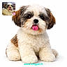 puppy, dog, fluffy, cute, tongue_out, pet, animal, white_background, small_dog, fur, portrait, sitting, adorable, brown_and_white, closeup, canine, companion, cute_pet, licking_nose, studio_photo
