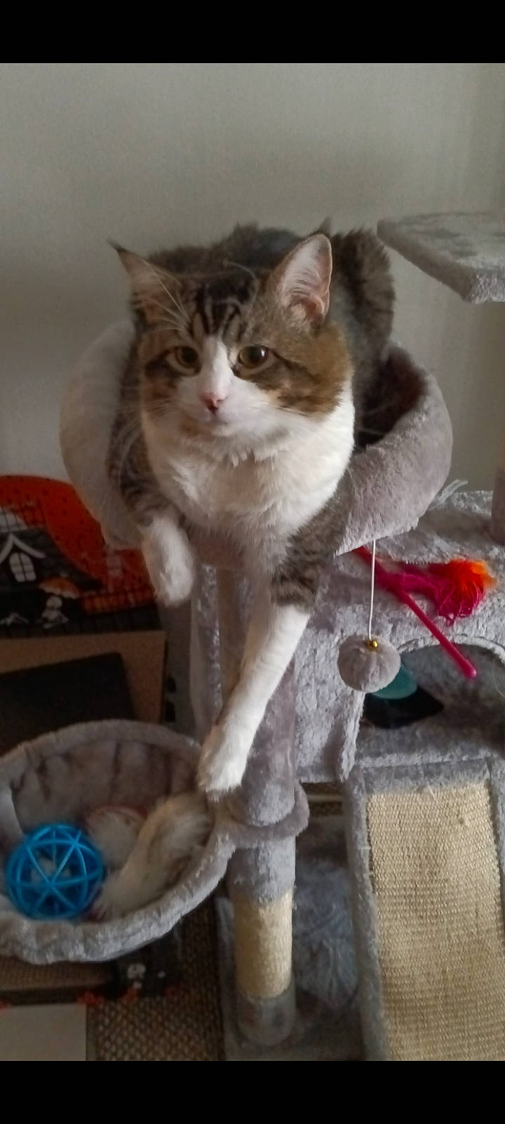 Keety is registered to the contest to win money with this photo: carnivore, cat, cat_supply, domestic_short_haired_cat, door, fawn, felidae, fur, pet_supply, small_to_medium_sized_cats, snout, tail, whiskers, window