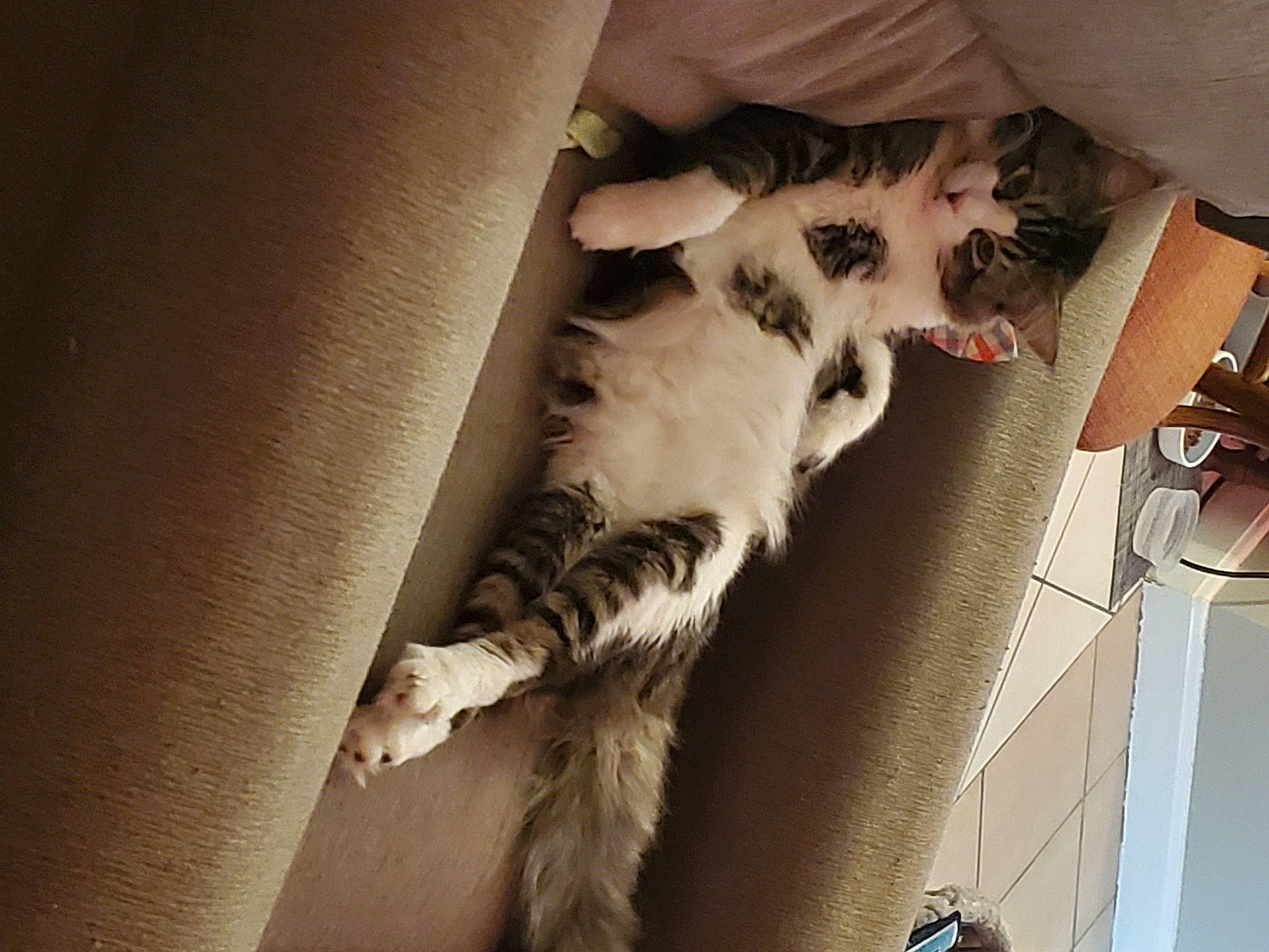 Keety joined the competition — help win amazing prizes! canidae, carnivore, cat, comfort, companion_dog, domestic_short_haired_cat, door, felidae, fur, human_leg, nap, paw, room, small_to_medium_sized_cats, snout, sporting_group, tail, tints_and_shades, whiskers, wood