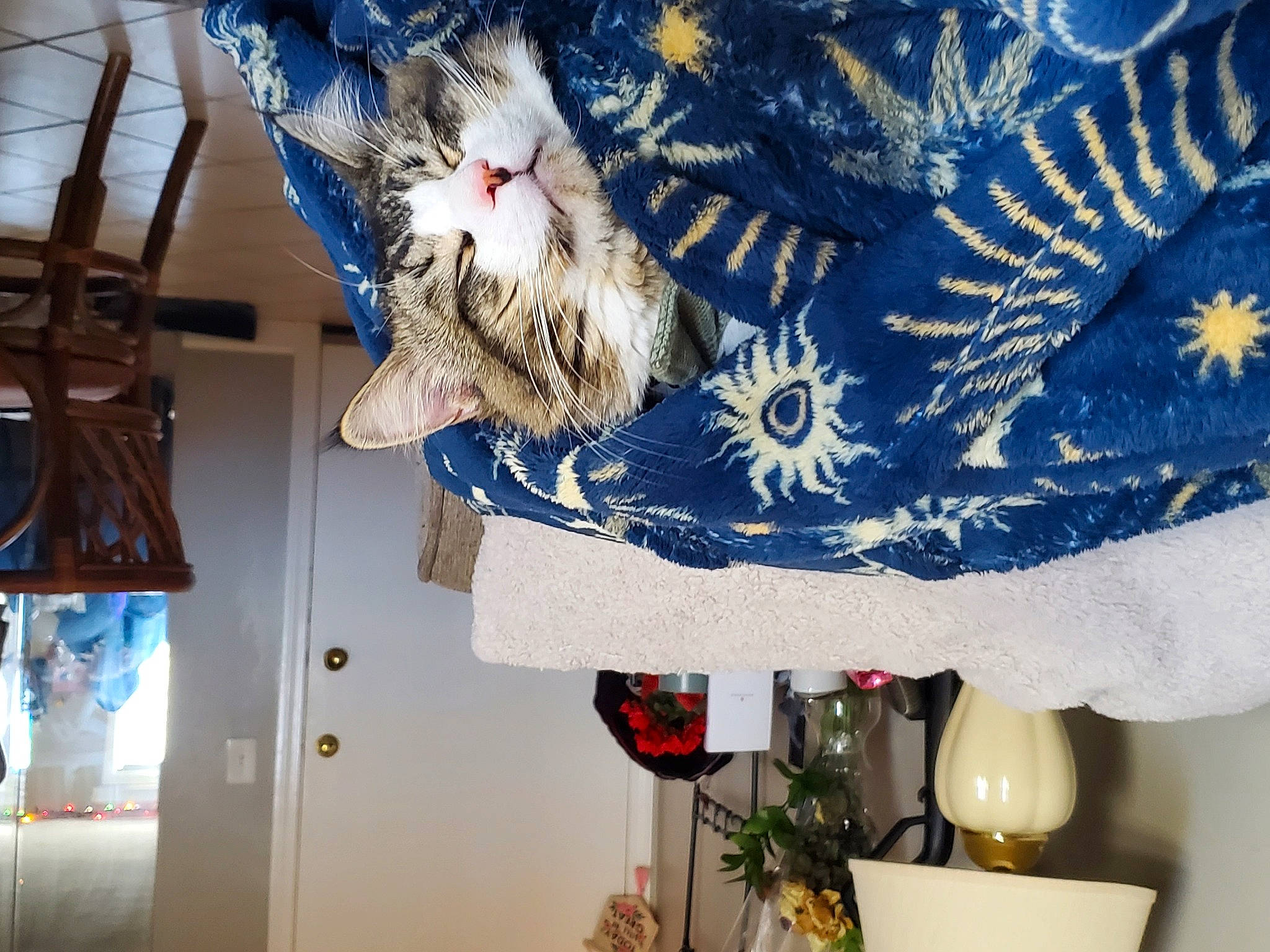 Keety is registered to the contest to win money with this photo: carnivore, cat, decoration, domestic_short_haired_cat, electric_blue, event, felidae, flag_of_the_united_states, fur, hat, pattern, photograph, plant, room, small_to_medium_sized_cats, tail, textile, tree, whiskers, white