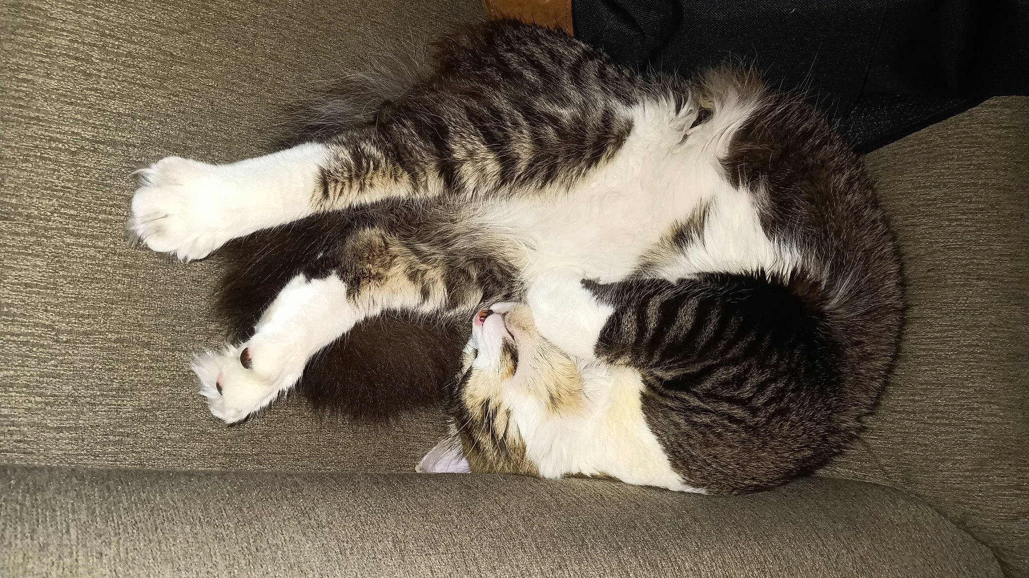 Keety is registered to the contest to win money with this photo: bored, carnivore, cat, claw, comfort, domestic_short_haired_cat, felidae, fur, nap, paw, small_to_medium_sized_cats, snout, tail, whiskers