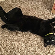 Megumi is registered to the contest to win money with this photo: black_cat, cat, pet, indoor, carpet, yellow_collar, animal, feline, upside_down, relaxed, green_eyes, box, curious, lying_down, whiskers, tail, paws, fur, domestic_cat, closeup