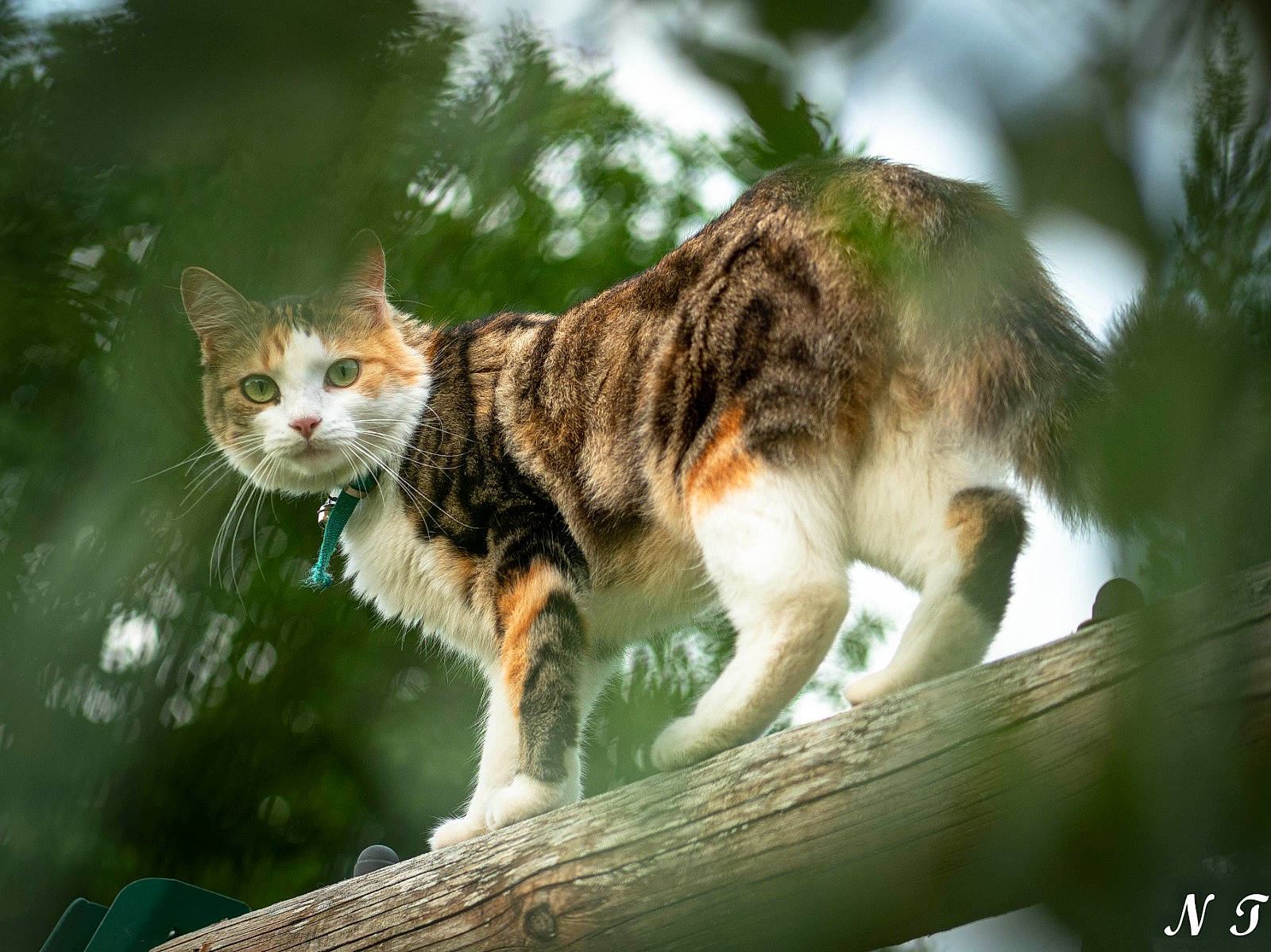 Prune participe au concours pour gagner de l'argent avec cette photo : branch, carnivore, cat, domestic_short_haired_cat, felidae, fur, grass, paw, plant, sky, small_to_medium_sized_cats, snout, tail, terrestrial_animal, tree, trunk, twig, whiskers, wildlife, wood