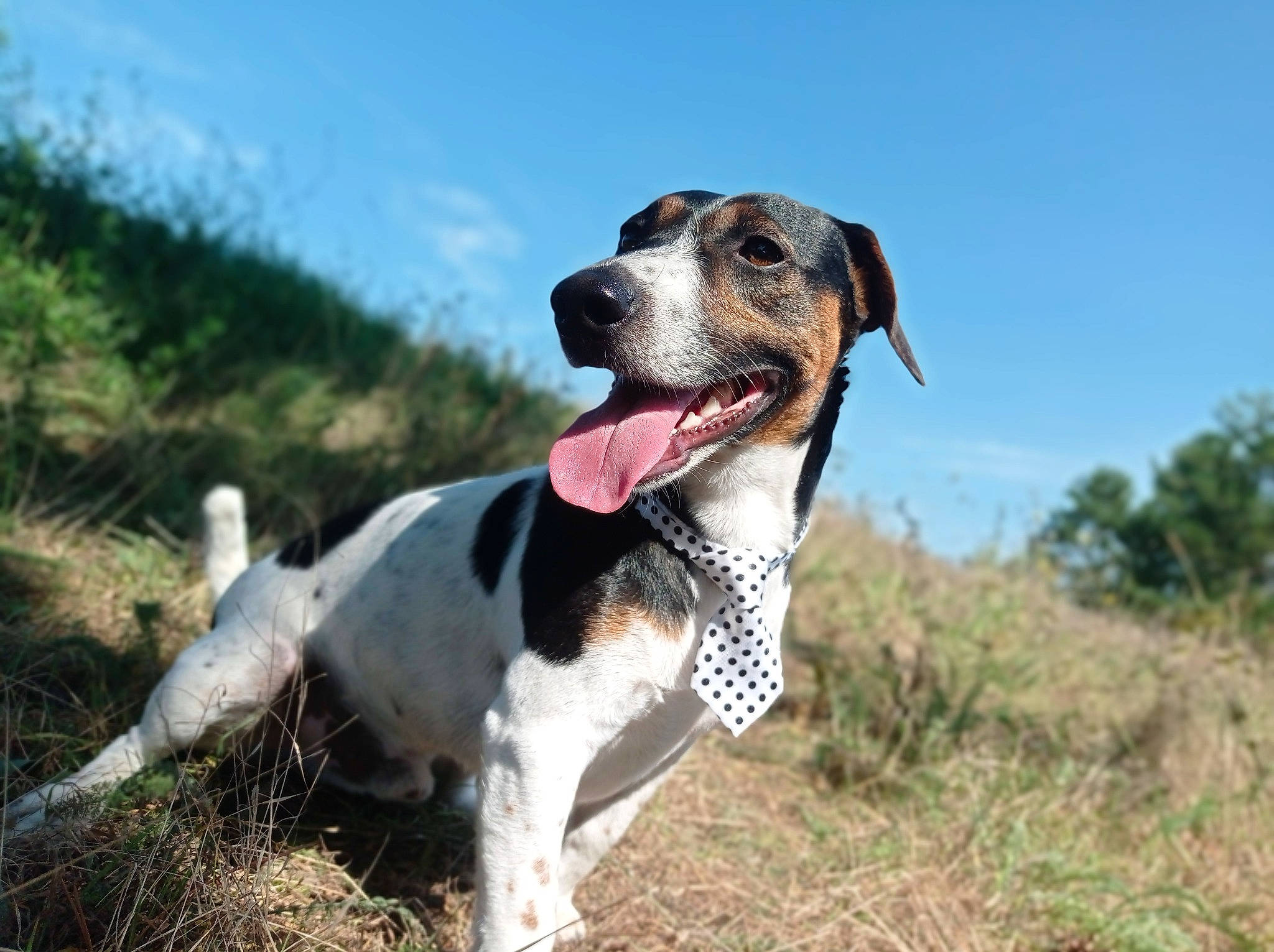 Sugar participe au concours pour gagner de l'argent avec cette photo : canidae, carnivore, cloud, collar, companion_dog, dog, dog_breed, dog_collar, fawn, grass, gun_dog, hound, leash, plant, sky, snout, sporting_group, tail, whiskers, working_animal