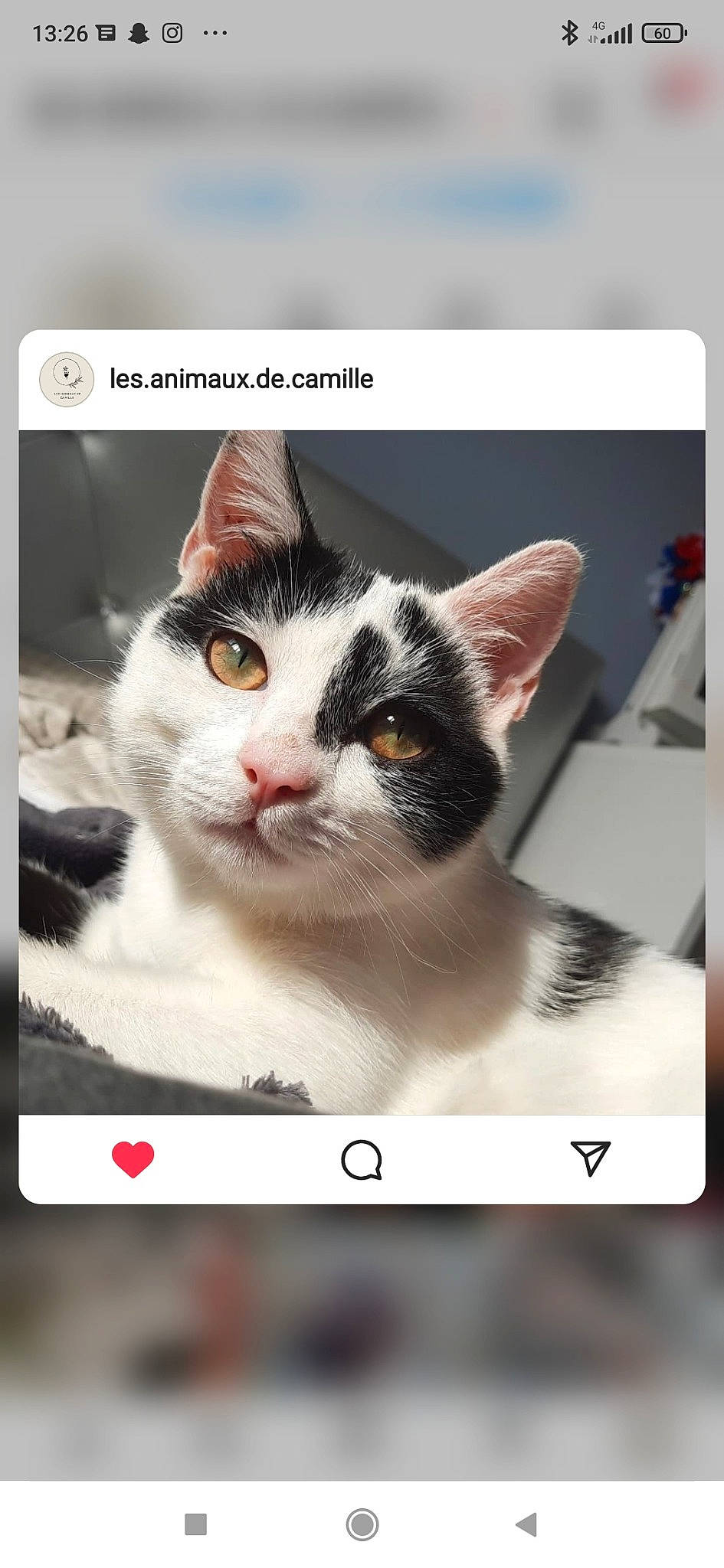 Flamme a rejoint le concours — aidez-le/la à gagner de superbes lots ! box, carnivore, cat, domestic_short_haired_cat, electronic_device, felidae, font, fur, internet_meme, paper_product, photo_caption, product, rectangle, small_to_medium_sized_cats, snout, square, stock_photography, technology, television, whiskers