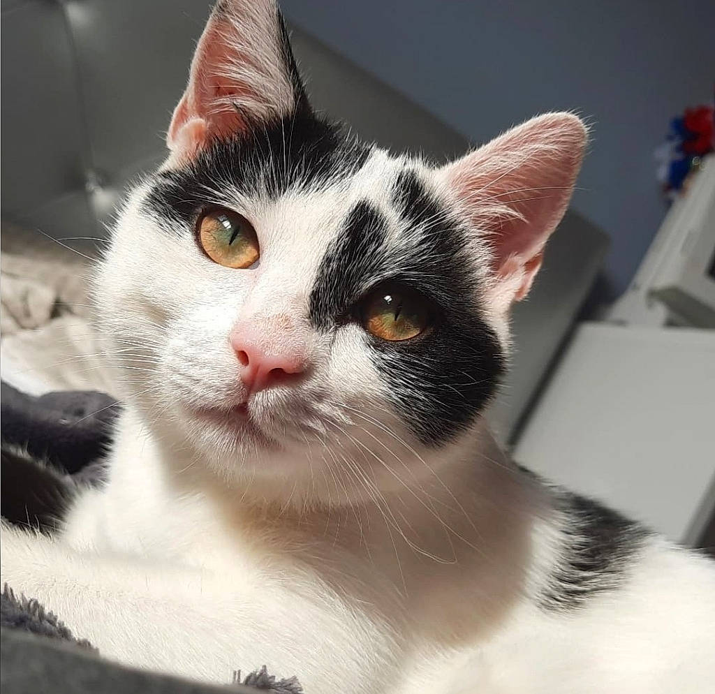 Flamme a rejoint le concours — aidez-le/la à gagner de superbes lots ! carnivore, cat, domestic_short_haired_cat, eye, felidae, fur, paw, small_to_medium_sized_cats, tail, terrestrial_animal, tree, whiskers, window