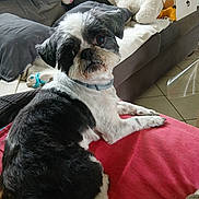 Mouss a rejoint le concours — aidez-le/la à gagner de superbes lots ! dog, pet, black_and_white, couch, stuffed_toy, blanket, collar, indoor, living_room, floor_tiles, furniture, red_cushion, cute, animal, relaxed, fur, paw, looking, home, cozy