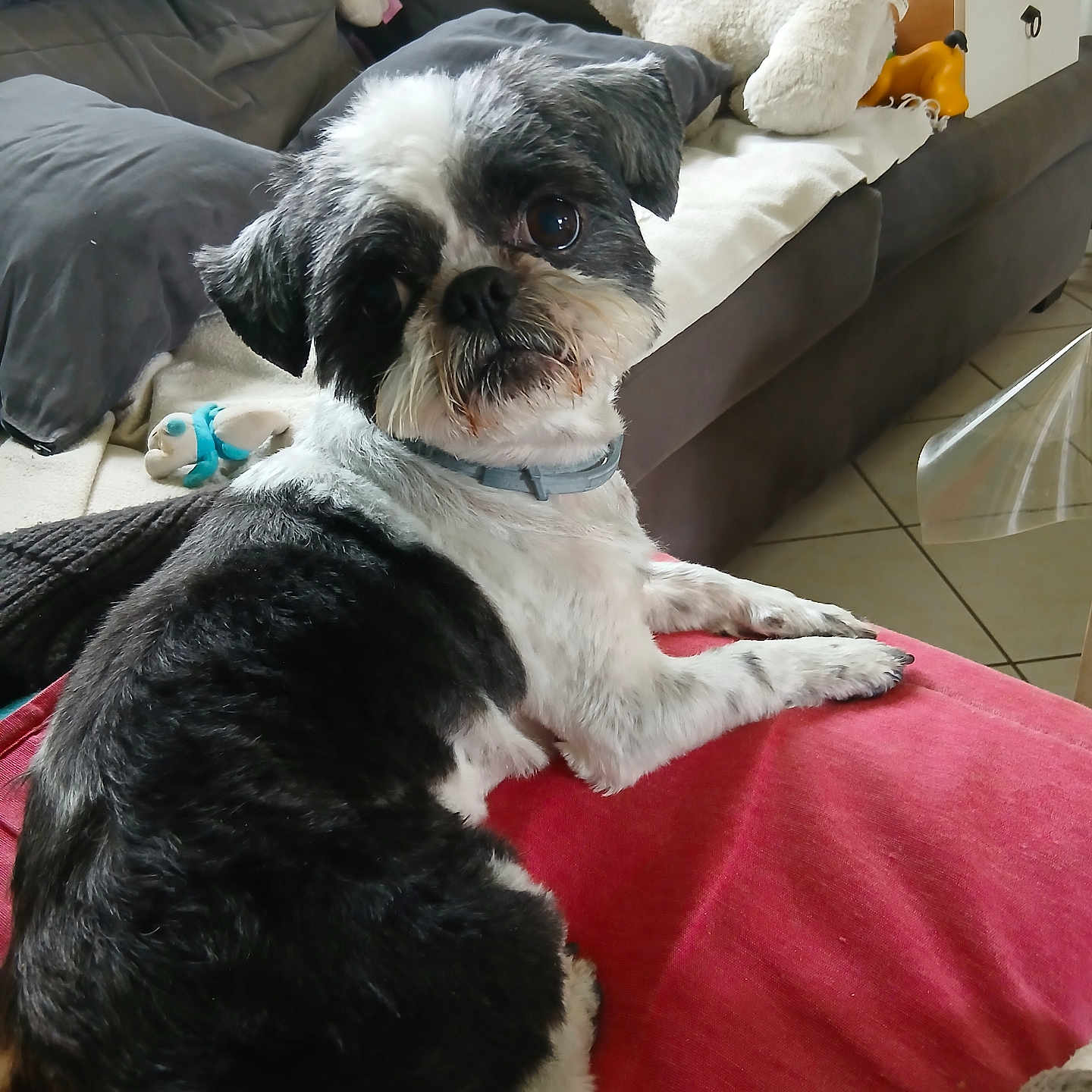 Mouss a rejoint le concours — aidez-le/la à gagner de superbes lots ! animal, black_and_white, blanket, collar, couch, cozy, cute, dog, floor_tiles, fur, furniture, home, indoor, living_room, looking, paw, pet, red_cushion, relaxed, stuffed_toy