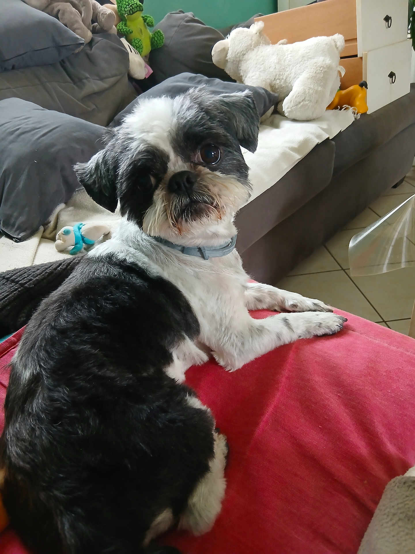Mouss a rejoint le concours — aidez-le/la à gagner de superbes lots ! dog, pet, black_and_white, couch, stuffed_toy, blanket, collar, indoor, living_room, floor_tiles, furniture, red_cushion, cute, animal, relaxed, fur, paw, looking, home, cozy