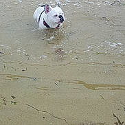 Houna participe au concours pour gagner de l'argent avec cette photo : dog, water, beach, shallow_water, white_dog, black_spots, harness, sand, seaweed, outdoor, animal, pet, nature, calm, small_dog, canine, water_surface, reflection, summer, daylight