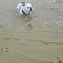 dog, water, beach, shallow_water, white_dog, black_spots, harness, sand, seaweed, outdoor, animal, pet, nature, calm, small_dog, canine, water_surface, reflection, summer, daylight