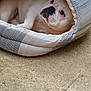 dog, bulldog, pet_bed, striped, white, cozy, indoor, resting, sleepy, cute, animal, mammal, face, fur, nose, paw, bed, comfort, floor, texture