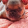 Ayathie a rejoint le concours — aidez-le/la à gagner de superbes lots ! dog, puppy, french_bulldog, pet, animal, ears, blanket, pink, cute, sleepy, resting, fur, closeup, indoor, young, face, muzzle, napping, cozy, portrait