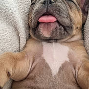 Ayathie a rejoint le concours — aidez-le/la à gagner de superbes lots ! puppy, dog, cute, tongue_out, close_up, sleeping, cozy, blanket, fur, pet, animal, young, relaxed, snout, paw, indoor, soft_texture, adorable, wrinkles, resting