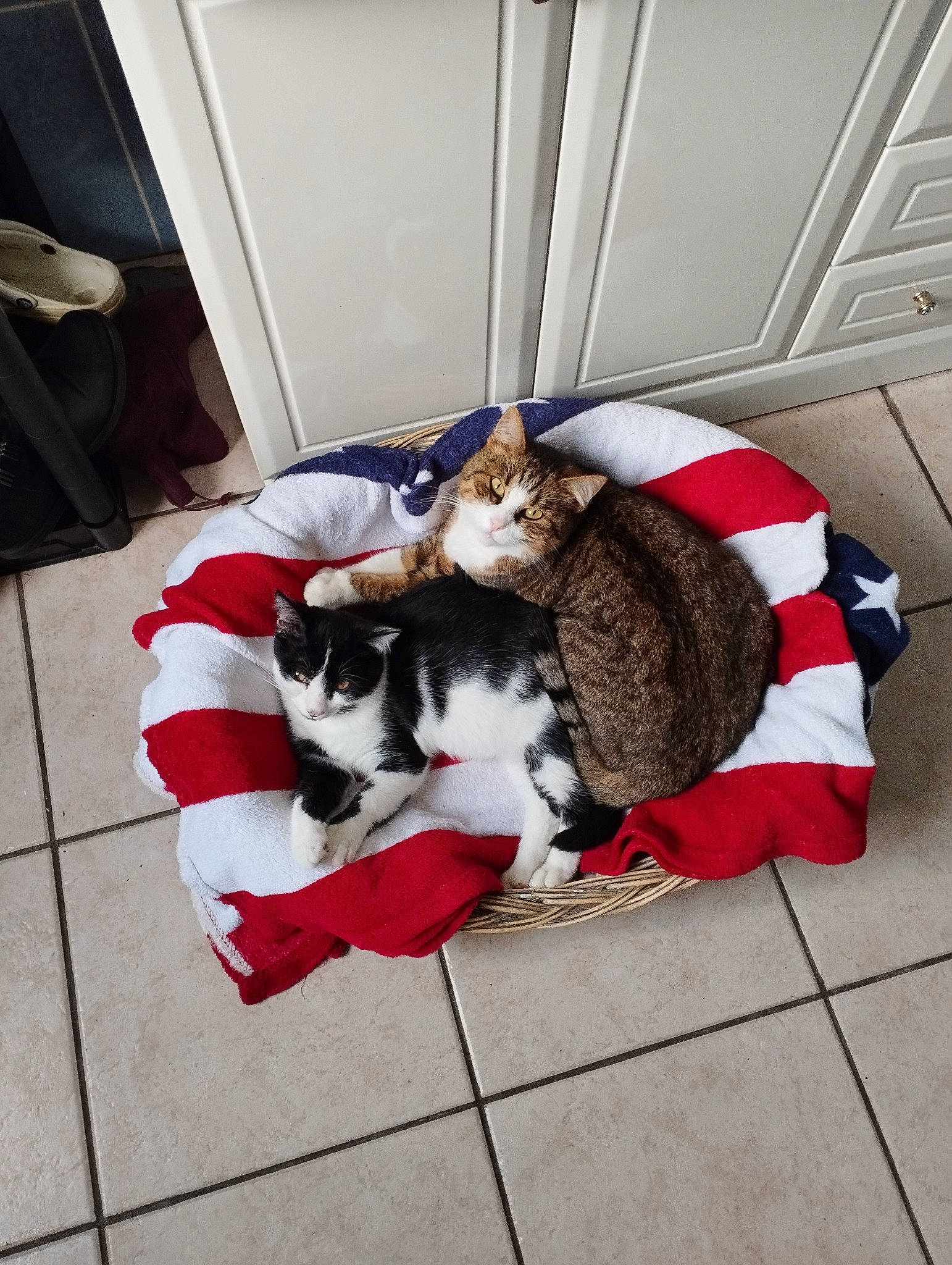 Uniq participe au concours pour gagner de l'argent avec cette photo : canidae, carnivore, cat, comfort, companion_dog, dog_breed, domestic_short_haired_cat, felidae, floor, flooring, foot, fur, lap, leg, paw, sitting, small_to_medium_sized_cats, snout, tail, whiskers