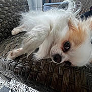 Buddy is registered to the contest to win money with this photo: dog, small_dog, fluffy_dog, white_dog, tan_markings, outdoor, wicker_chair, pet, animal, lying_down, resting, fur, face, ears, eyes, side_view, patio, stones, furniture, relaxed