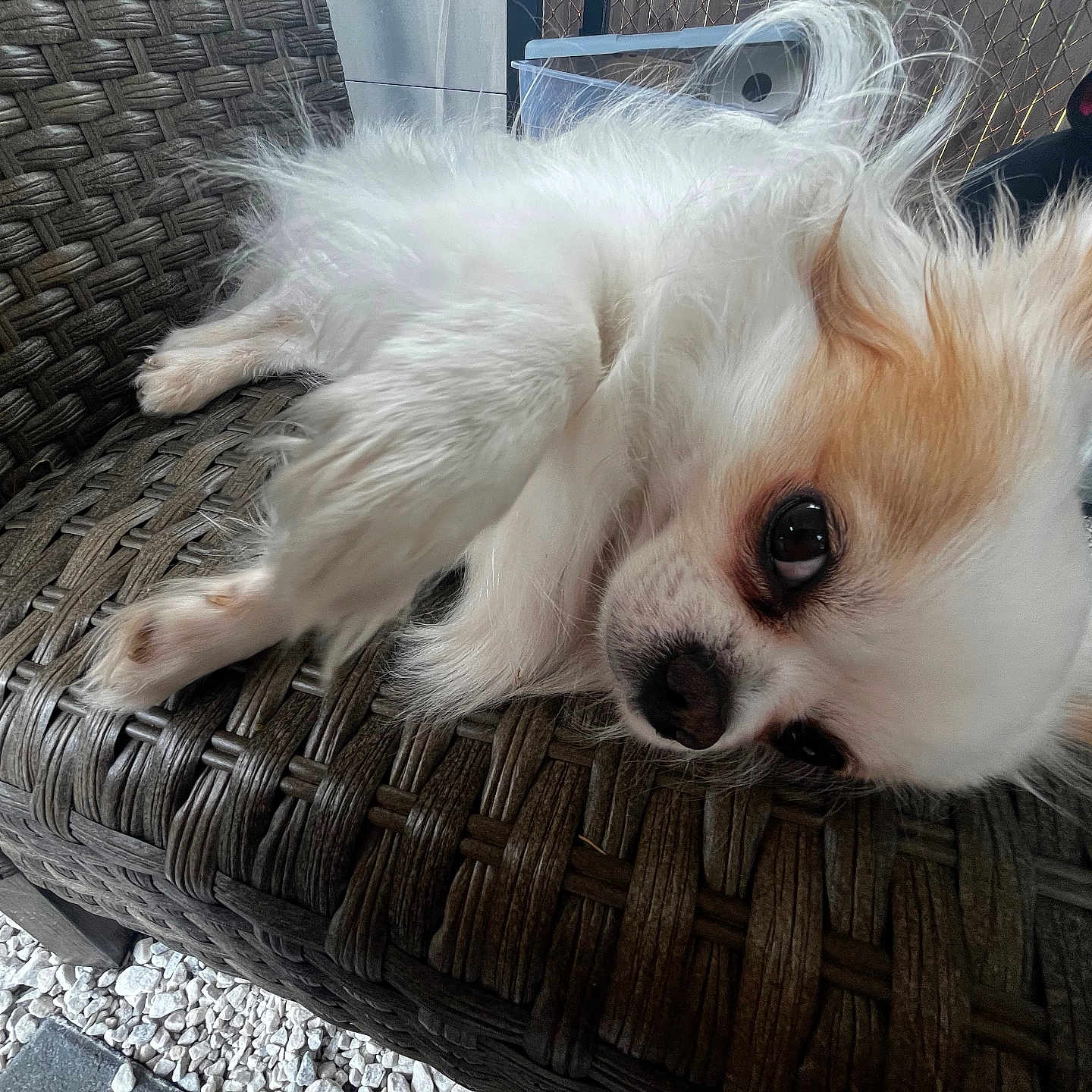 Buddy