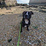 Rambo participe au concours pour gagner de l'argent avec cette photo : animal, canine, clouds, coast, curious, daylight, dog, harness, leash, nature, outdoor, pet, rocky_beach, sea, shore, sitting, sky, stones, wall, water