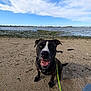 Rambo participe au concours pour gagner de l'argent avec cette photo : animal, beach, black_dog, canine, clouds, daytime, dog, happy, leash, nature, outdoor, pet, playful, sand, shore, sitting, sky, tongue_out, water, white_markings