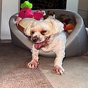 Sophie joined the competition — help win amazing prizes! animal, carpet, cozy, cute, dog, domestic, floor, furry, happy_dog, household, indoor, living_room, pet, pet_bed, plush_toys, small_dog, smiling, tongue_out, toys, white_dog