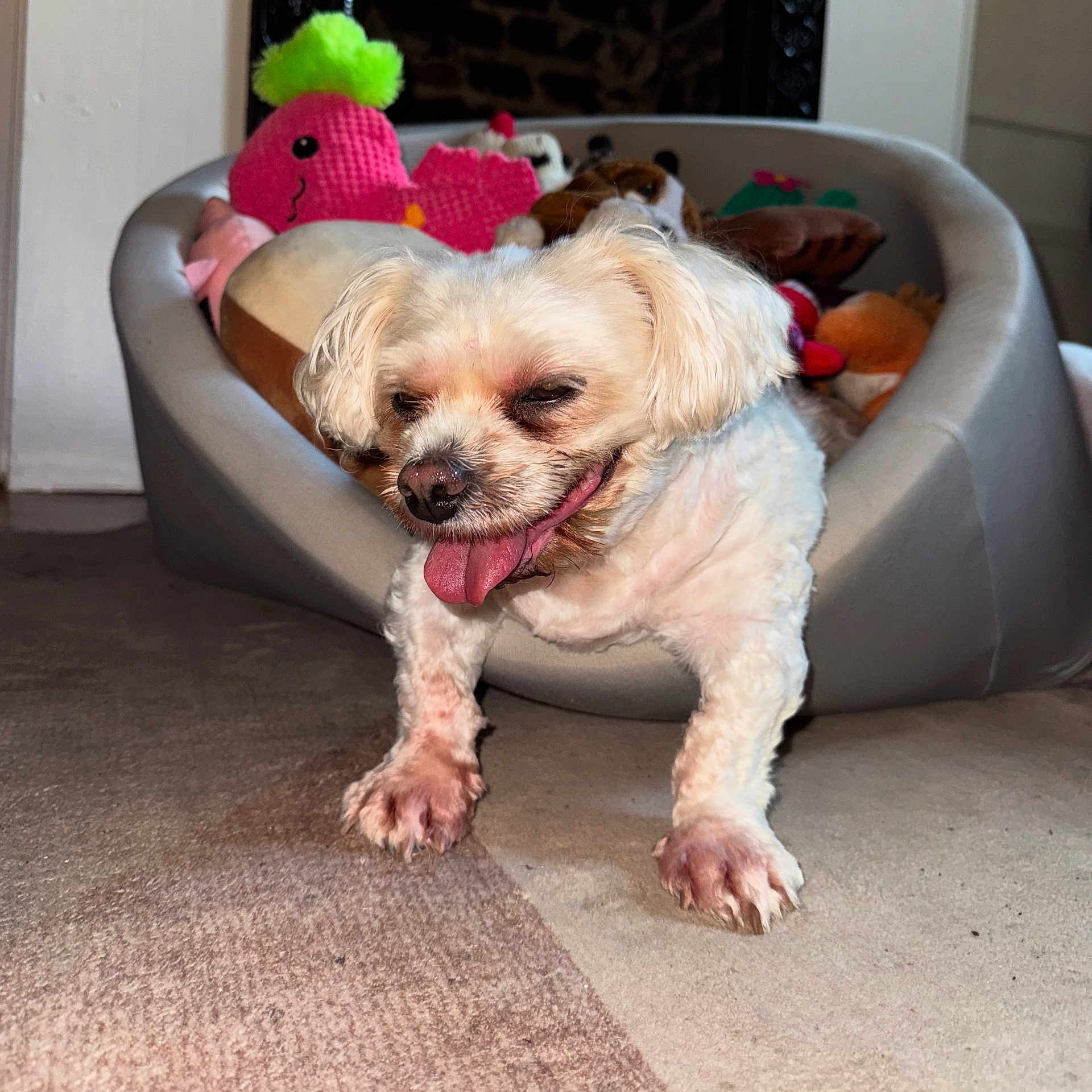 Sophie joined the competition — help win amazing prizes! animal, carpet, cozy, cute, dog, domestic, floor, furry, happy_dog, household, indoor, living_room, pet, pet_bed, plush_toys, small_dog, smiling, tongue_out, toys, white_dog