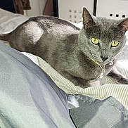 Katherine Herr is registered to the contest to win money with this photo: animal, bed, cat, closeup, collar, cute, domestic_cat, feline, fur, gray_cat, indoor, jewelry, pet, portrait, relaxing, resting, striped_bedspread, sunlight, whiskers, yellow_eyes