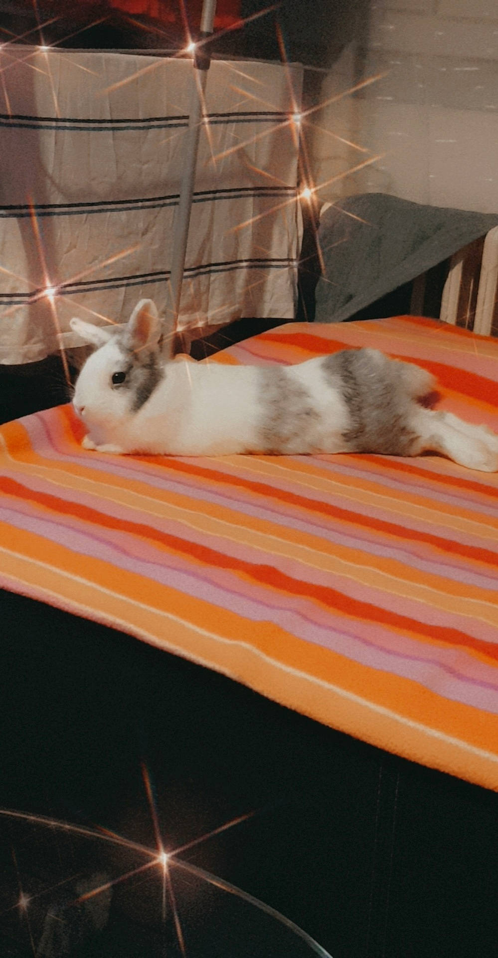 Cookies participe au concours pour gagner de l'argent avec cette photo : cat, domestic_rabbit, fawn, fur, furniture, rabbit, rabbits_and_hares, tail, whiskers