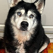 Goliath participe au concours pour gagner de l'argent avec cette photo : animal, black_and_white, blue_eye, brown_eye, canine, carpet, close_up, cute, dog, domestic_animal, door, floor, fur, heterochromia, husky, indoor, looking_up, pet, portrait, sitting