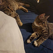 Marble is registered to the contest to win money with this photo: cat, tabby_cat, pet, animal, feline, indoor, resting, lying_down, fur, whiskers, ears, paws, two_animals, domestic_animal, companions, curious, relaxed, bed, blanket, couch