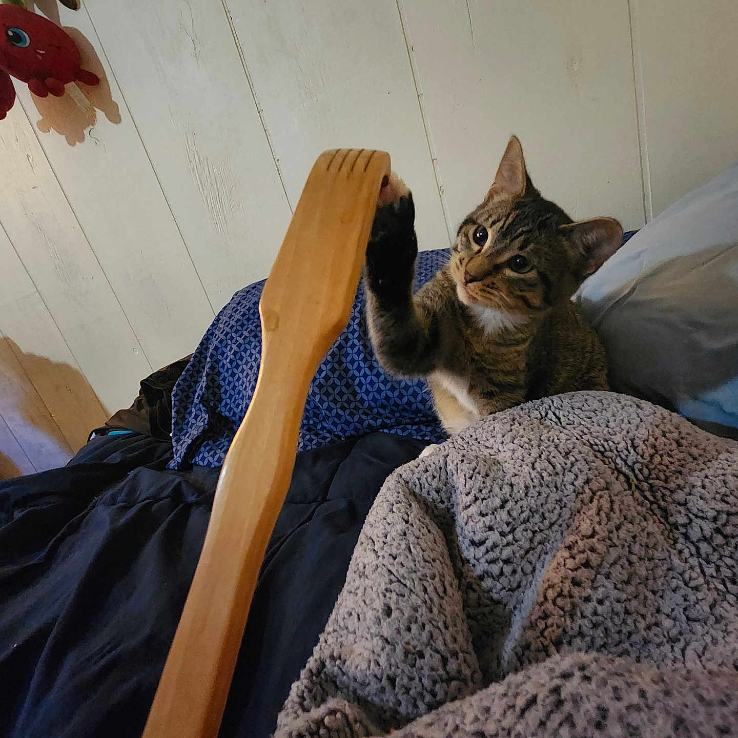 Marble joined the competition — help win amazing prizes! animal, back_scratchers, bed, blanket, cat, comfort, cozy, curious, furniture, indoor, paw, pet, pillow, plush_toy, resting, soft_lighting, tabby_cat, texture, wall, wooden_object