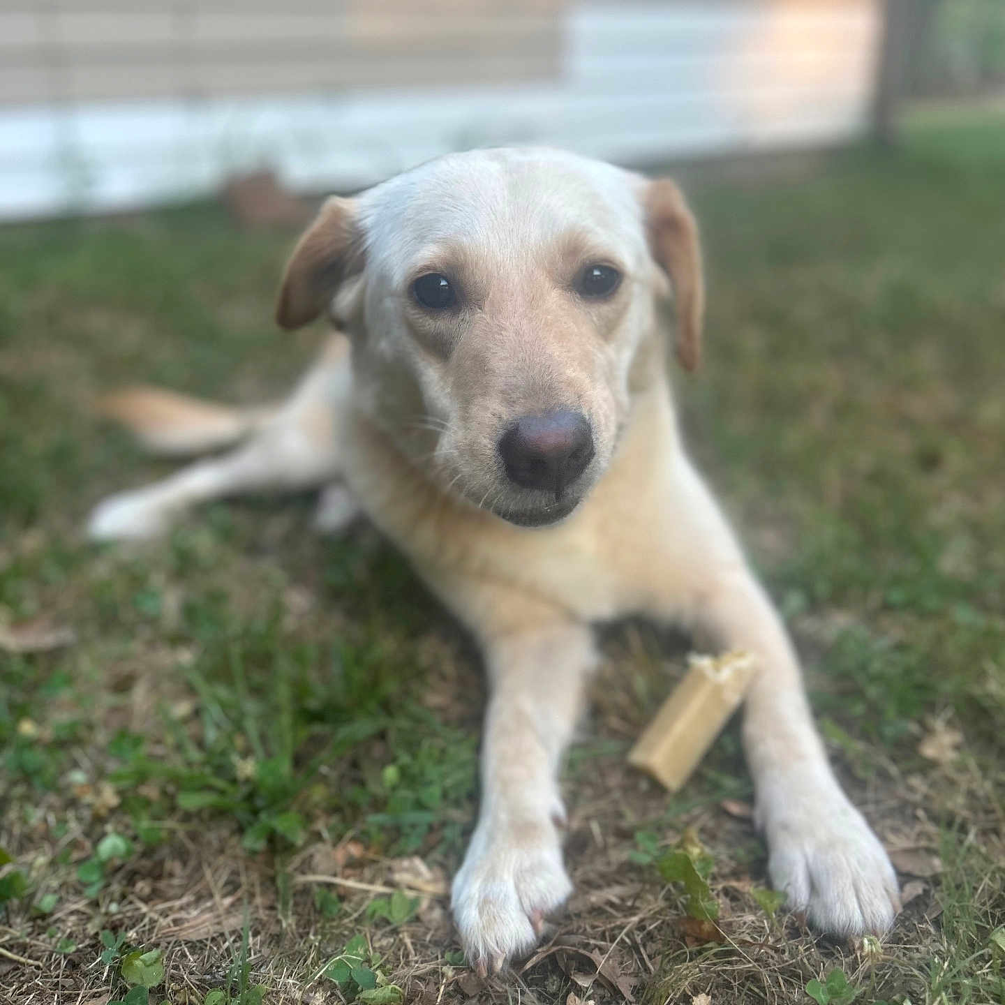 Lacey is registered to the contest to win money with this photo: accessories, animal, ball, canine, dog, goldenretriever, grass, herbal, herbs, hound, labradorretriever, lawn, pet, plant, puppy, sport, strap, tennis, tennisball, whitedog
