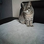 Mini participe au concours pour gagner de l'argent avec cette photo : american_shorthair, asian, bed, british_semi_longhair, british_shorthair, carnivore, cat, domestic_short_haired_cat, european_shorthair, eye, felidae, fur, furniture, kitten, mammal, room, scottish_fold, small_to_medium_sized_cats, tabby_cat, whiskers