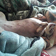 Donkey joined the competition — help win amazing prizes! animal, bed, blanket, canine, comfort, cozy, dog, domestic, fur, fur_pattern, indoor, napping, paw, pet, relaxed, resting, sleeping, snuggle, soft_texture, warm