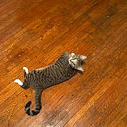 Lily joined the competition — help win amazing prizes! cat, tabby, white_paws, wooden_floor, indoor, pet, animal, curious, lying_down, looking_up, floorboards, shadow, home, feline, playful, domestic, striped, whiskers, ears, tail