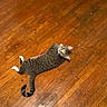 cat, tabby, white_paws, wooden_floor, indoor, pet, animal, curious, lying_down, looking_up, floorboards, shadow, home, feline, playful, domestic, striped, whiskers, ears, tail