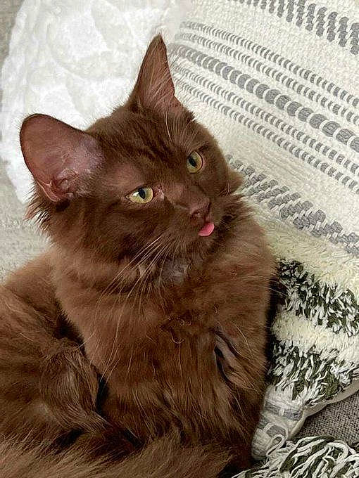 Houston is registered to the contest to win money with this photo: black_cat, british_longhair, carnivore, cat, claw, comfort, domestic_short_haired_cat, eye, fawn, felidae, fur, liver, small_to_medium_sized_cats, snout, tablecloth, tail, terrestrial_animal, whiskers, wood, woven_fabric