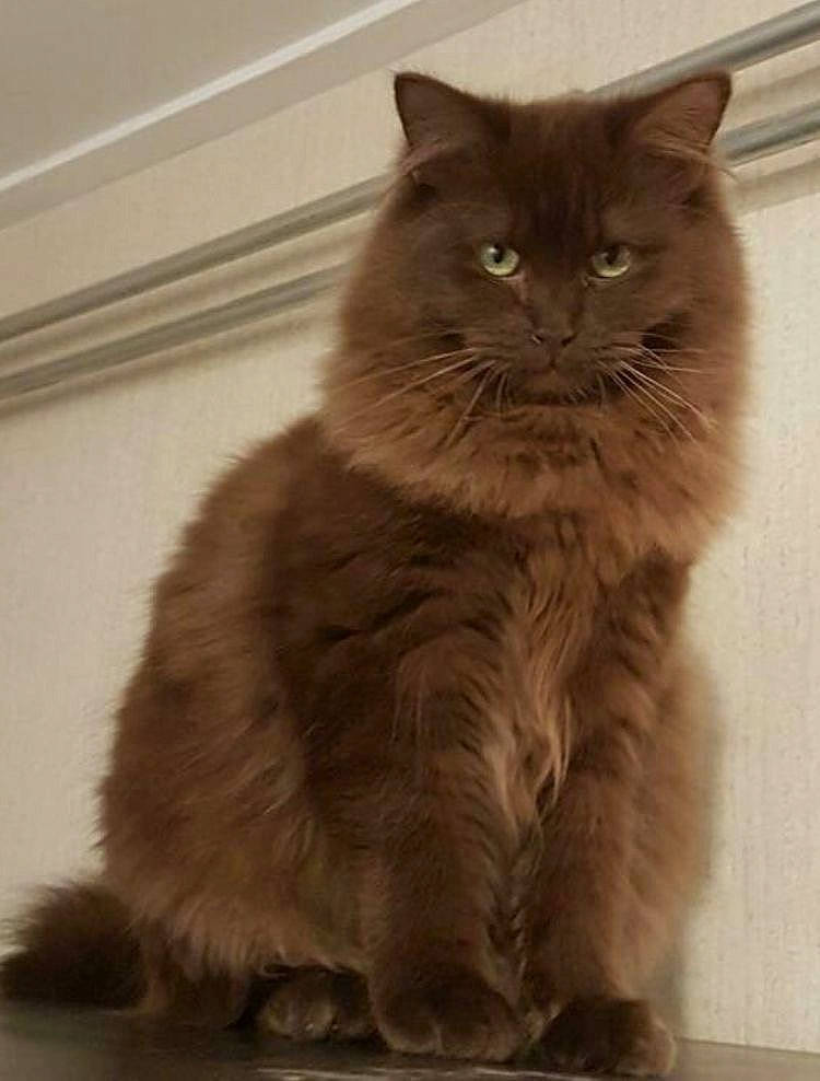 Houston joined the competition — help win amazing prizes! british_longhair, carnivore, cat, claw, fawn, felidae, flooring, fur, grey, iris, small_to_medium_sized_cats, snout, tail, terrestrial_animal, whiskers, window