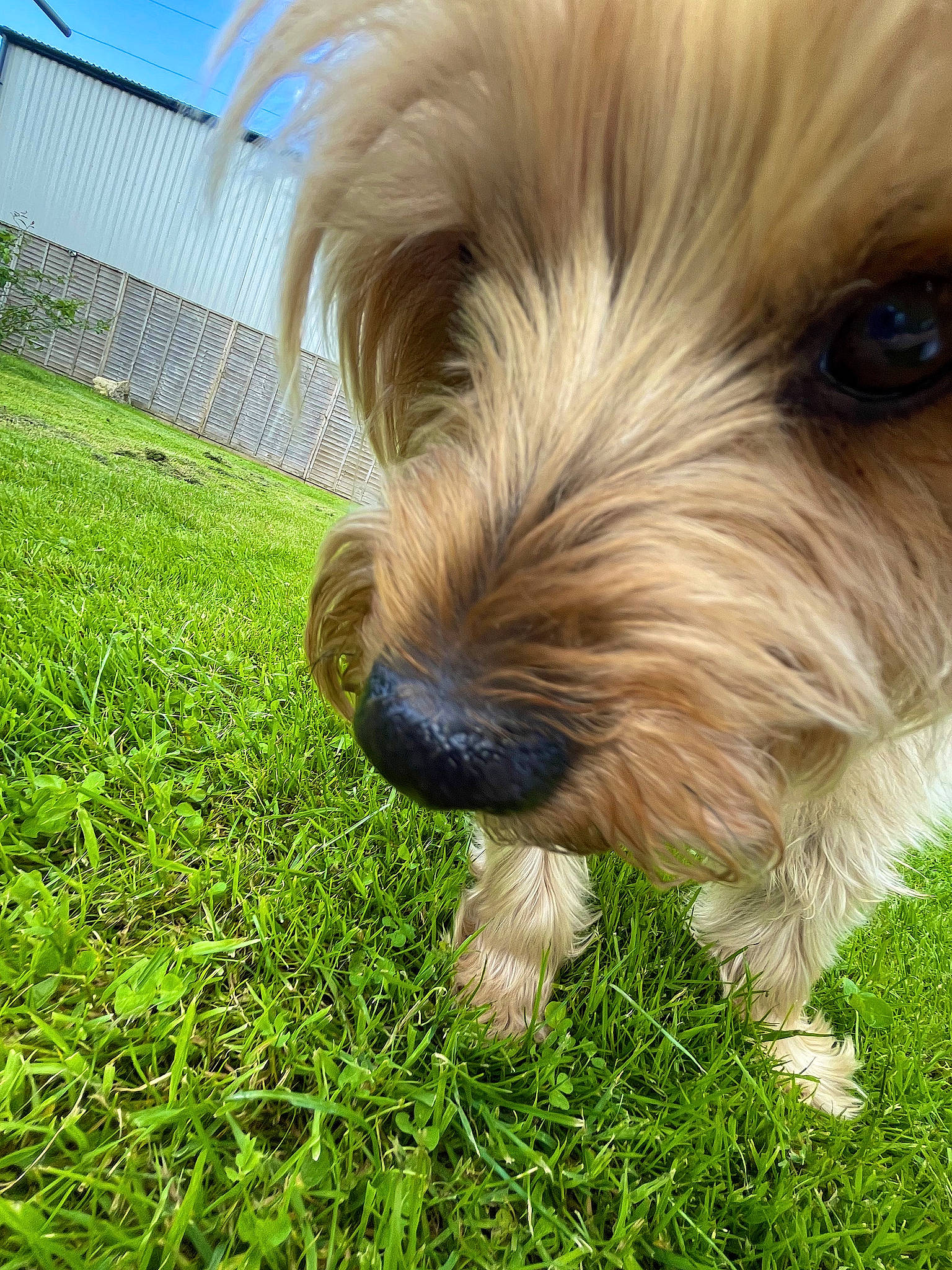 Simba is registered to the contest to win money with this photo: canidae, carnivore, companion_dog, dog, dog_breed, grass, grassland, groundcover, liver, plant, puppy, sky, small_terrier, snout, sporting_group, terrier, toy_dog, water_dog, working_animal