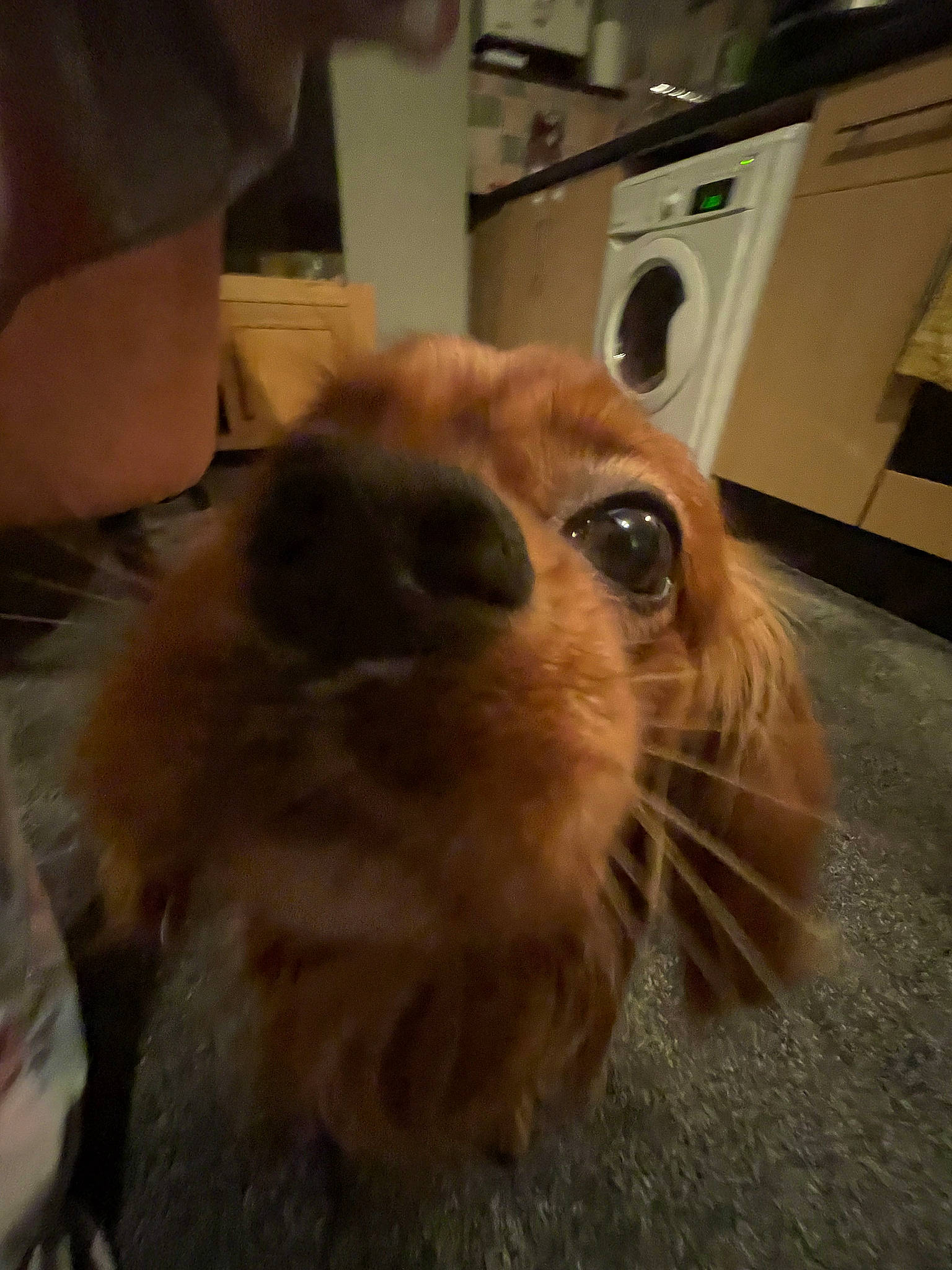 Bob is registered to the contest to win money with this photo: canidae, carnivore, companion_dog, dog, dog_breed, ear, fawn, flooring, fur, liver, pet_supply, smile, snout, sporting_group, terrestrial_animal, toy_dog, whiskers, wood, working_animal