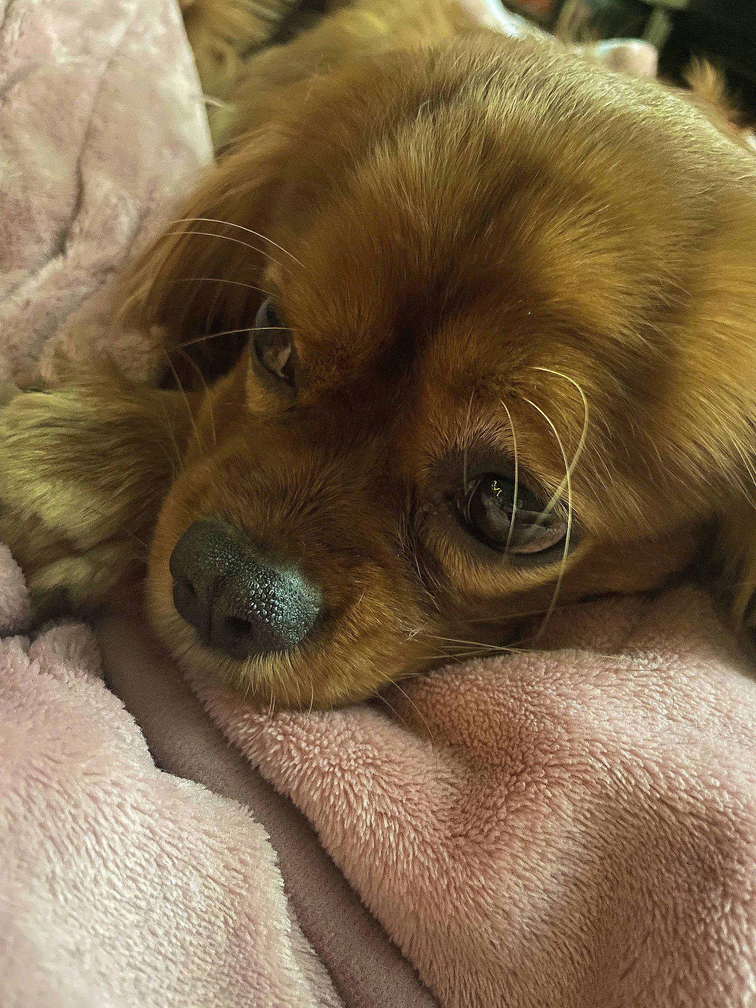 Bob joined the competition — help win amazing prizes! bored, canidae, carnivore, comfort, companion_dog, dog, dog_breed, ear, fawn, fur, liver, nap, paw, puppy, snout, sporting_group, terrestrial_animal, whiskers, working_animal, wrinkle