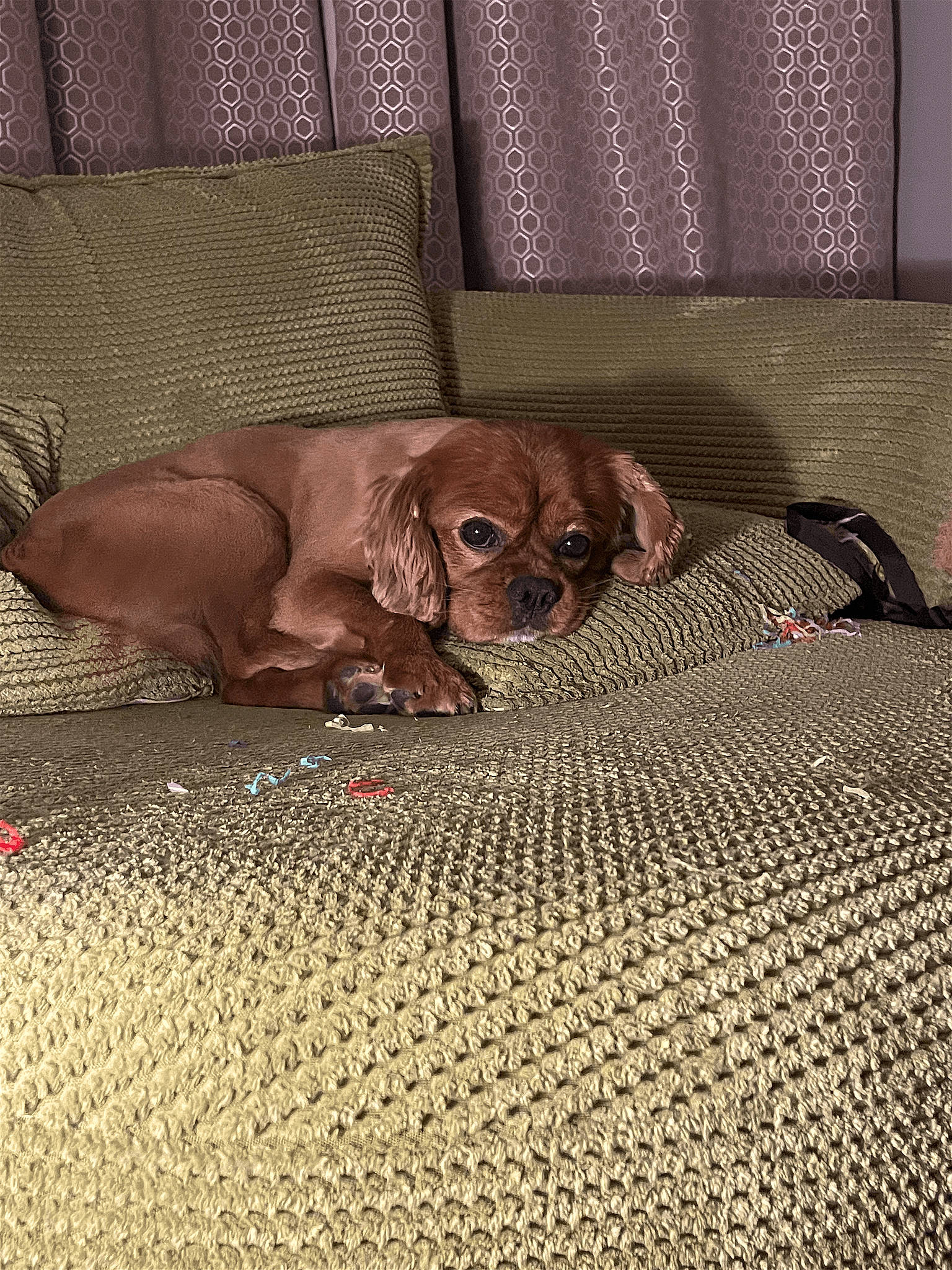 Bob is registered to the contest to win money with this photo: bedding, brown, canidae, carnivore, comfort, companion_dog, dog, dog_breed, dog_supply, fawn, flooring, fur, hardwood, linens, liver, mat, puppy, snout, sporting_group, working_animal