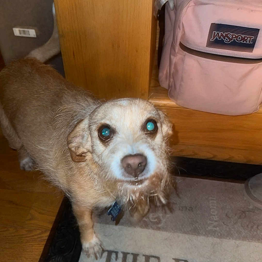 Bella joined the competition — help win amazing prizes! animal, architecture, bag, building, canine, cockerspaniel, dog, door, doormat, hardwood, hound, indoors, interiordesign, mat, outdoors, pet, plywood, puppy, shelter, wood