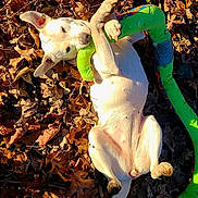 Kéilä is registered to the contest to win money with this photo: dog, white_dog, autumn_leaves, toy, green_toy, outdoor, playful, pet, animal, fall, nature, sunlight, relaxed, happy, canine, grass, leaf_litter, daytime, cute, lying_down