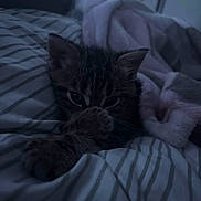 Tigrou a rejoint le concours — aidez-le/la à gagner de superbes lots ! kitten, cat, blanket, bed, striped_bedspread, cozy, sleepy, indoor, pet, fur, paw, curious, soft, resting, cute, animal, comfort, feline, closeup, low_light