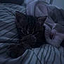 kitten, cat, blanket, bed, striped_bedspread, cozy, sleepy, indoor, pet, fur, paw, curious, soft, resting, cute, animal, comfort, feline, closeup, low_light