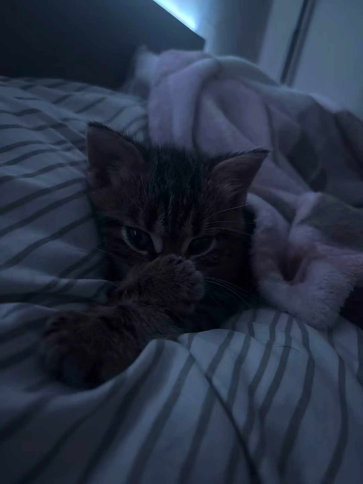 Tigrou