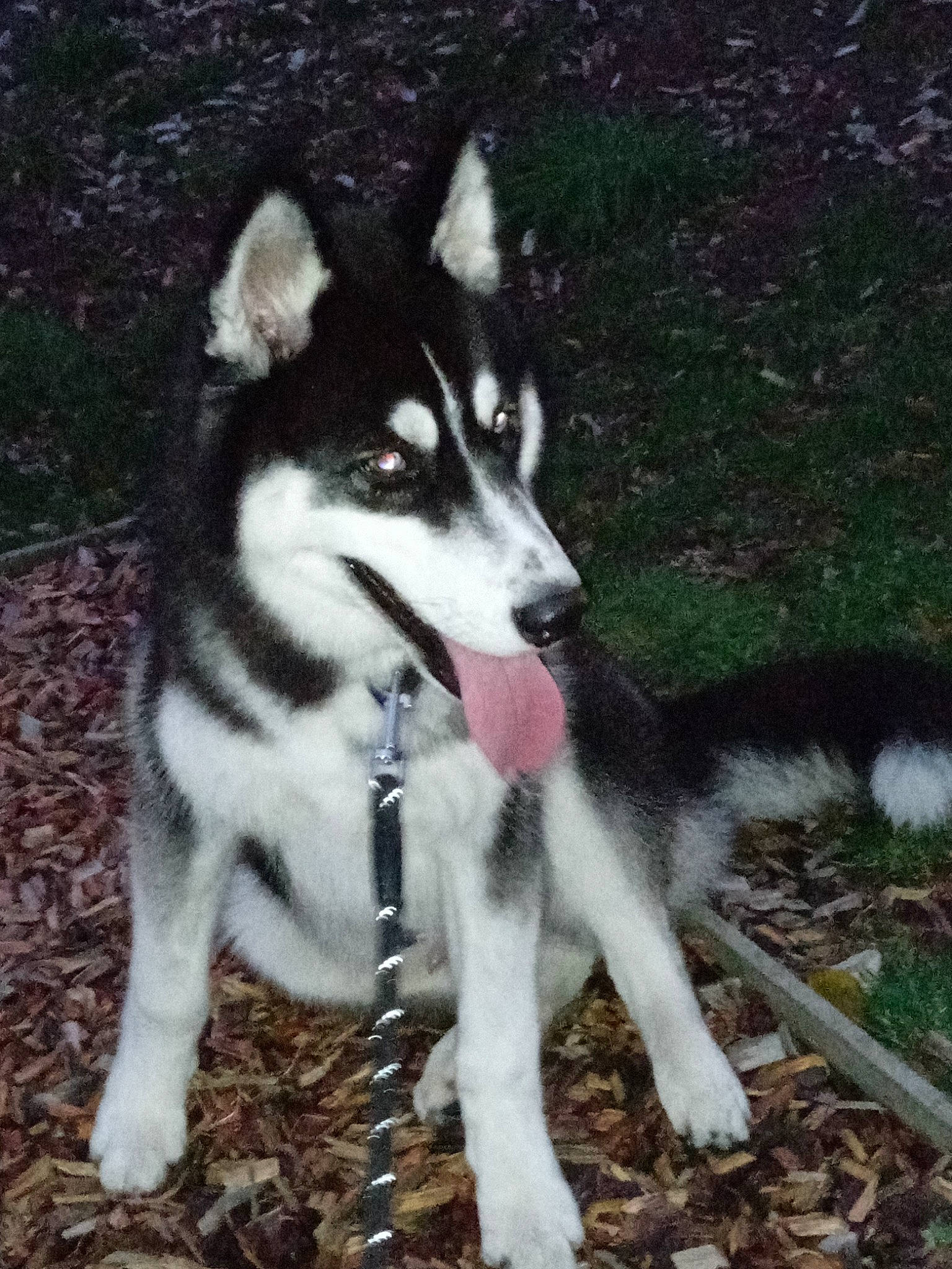 Tango participe au concours pour gagner de l'argent avec cette photo : canidae, carnivore, dog, dog_breed, non_sporting_group, siberian_husky, sled_dog, sporting_group, working_dog