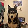 animal, bed, black_and_white, blanket, clothing, curious, dog, ears, eyes, face, fur, furniture, household, indoor, pet, poster, room, siberian_husky, sitting, table