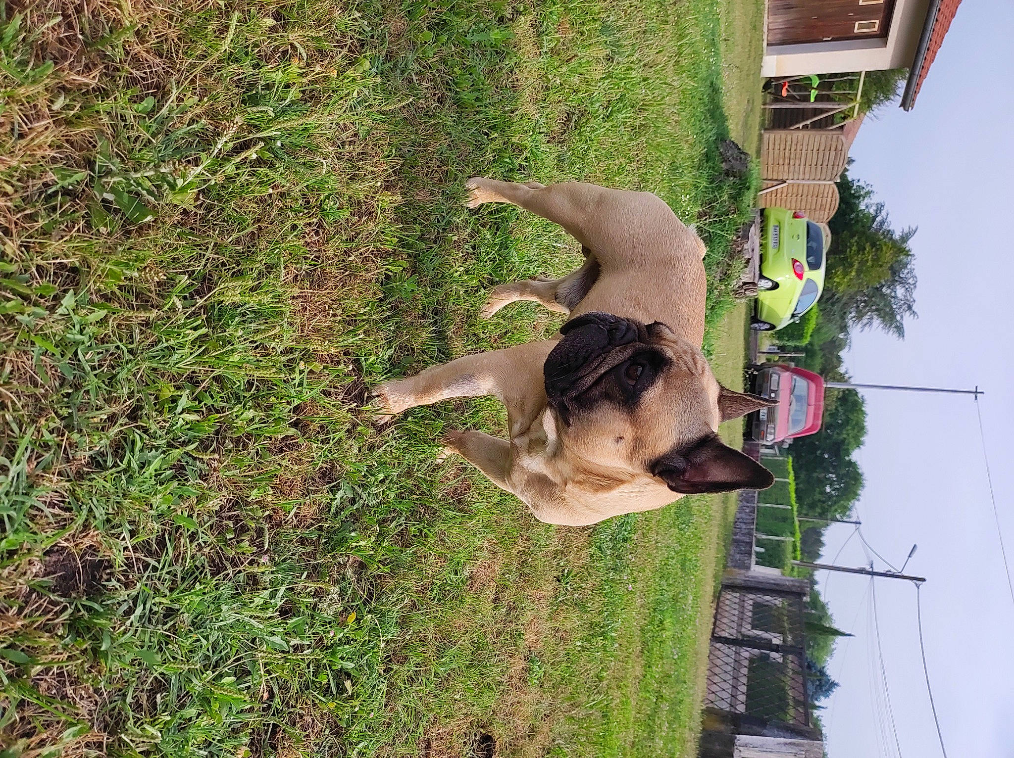 Olaf a rejoint le concours — aidez-le/la à gagner de superbes lots ! art, canidae, carnivore, dog, dog_breed, fawn, grass, groundcover, house, mammal, pet_supply, plant, pole, sky, sporting_group, tree, trunk, wildlife, wood, working_animal